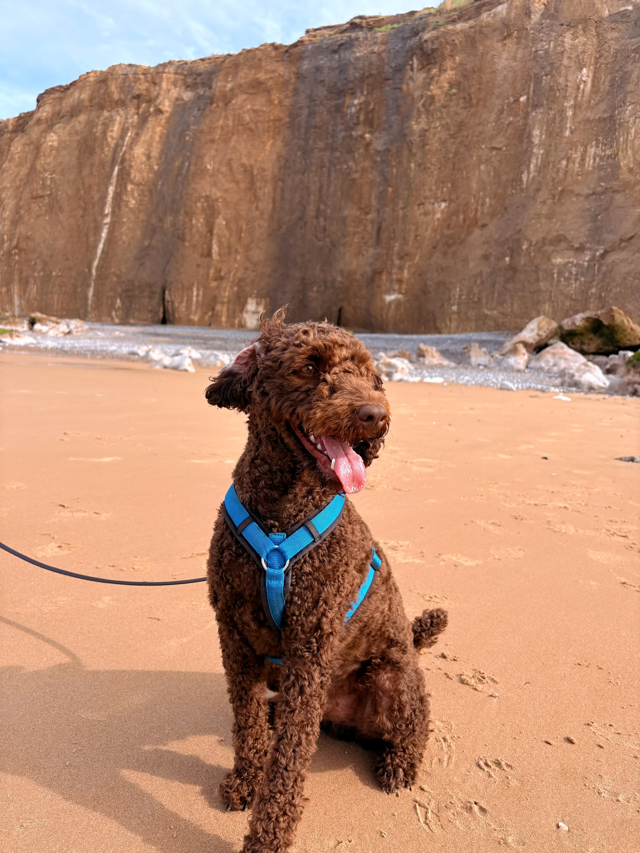 my labradoodle pup, Banjer.