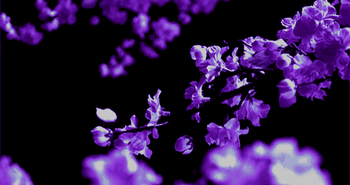 Purple - Image 5
