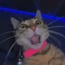 rofriendshaut