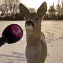 mrhorse2442