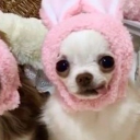 avatar kewi 𐔌՞. .՞𐦯