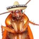 roachchan.