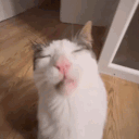 avatar Meow