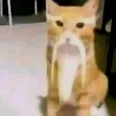 h0nkii