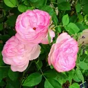 shinashina_