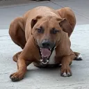 sirkingdoge