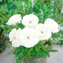 wysteriaghani