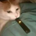breadcrust7388