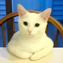 avatar TᕼE ᗷᑌᒪᒪ