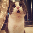 avatar kebabtankprototype ඞ