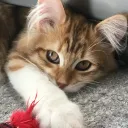 trimupp