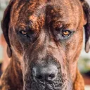 hell_hounders
