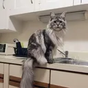 dartcat