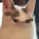 bananacat_4