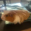 peanutinator