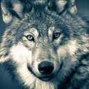 demonwolf506