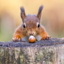 avatar JHÖRNCHEN 🐿️