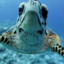 turtlelover11