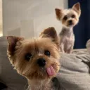 sirshakes