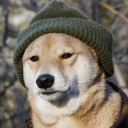 avatar Doge