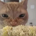 thecereall