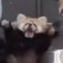 nukedpiggy