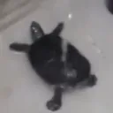 byturtur