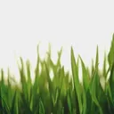 grass1893