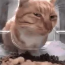 big_lb_cat