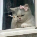 avatar ʟɪᴀʀᴀ 🪽