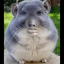 gzzgfds3