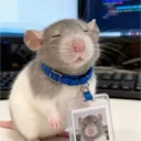 diseasednutria