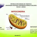 pecora_bianca0