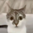 avatar me dan medo los flamencos rosa