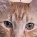 itsacat_508