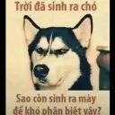tuitentuong11