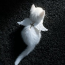 avatar 𝐌𝐞𝐨𝐰