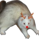 festiveferret
