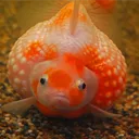 pigeonal