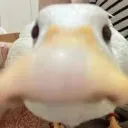 shadowreality avatar