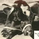 cowbandits