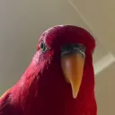 red.birb