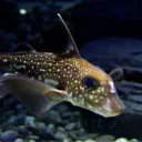 hydrolarus