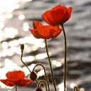 avatar Red Poppy