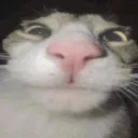 akagamingyt7305 avatar