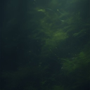 avatar 影の kingahm4d 君主