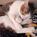 shukzybae3286 avatar