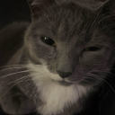 avatar a pitted olive