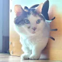 _riha__