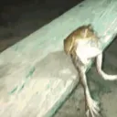 frogieqc_ avatar